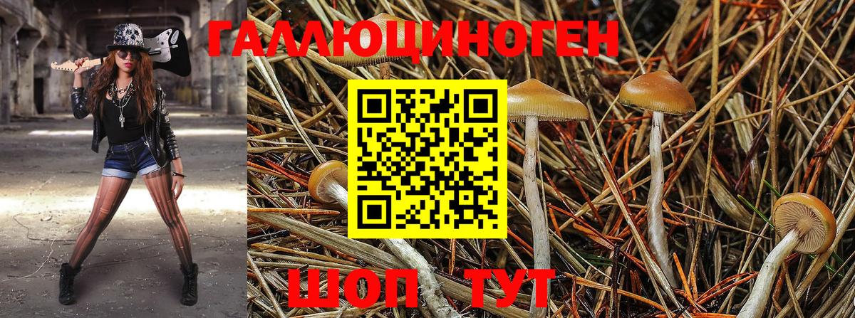 Домодедово  Галлюциногенные грибы Cubensis  Вход с VPN 
